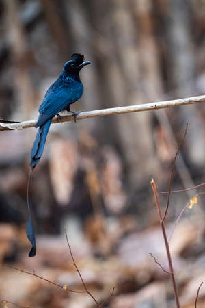A greater racket - tailed drongo is perching on a dry tree branch.