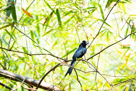 A greater racket - tailed drongo is perching on a dry tree branch.の写真素材
