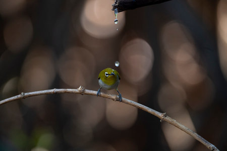 A japanese white - eye is perching on a dry piece of wood.の写真素材