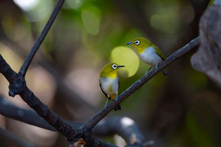 A couple of japanese white - eye is perching on a dry tree branch.の写真素材