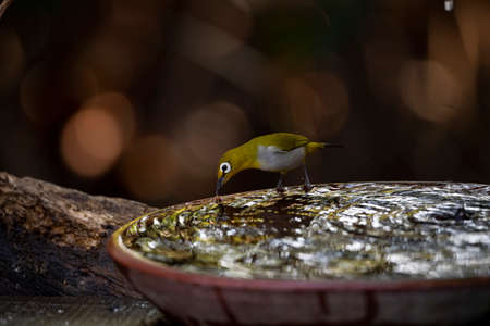 A japanese white - eye is sipping water in a water basin.の写真素材