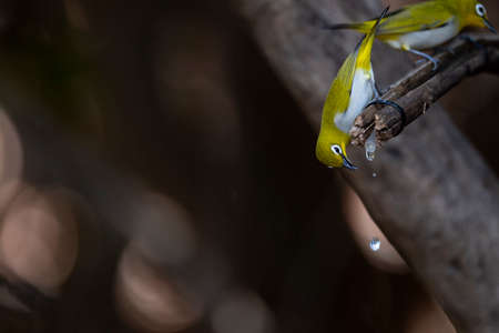 The japanese white - eye is standing on a bamboo wood and trying to sip water.の写真素材