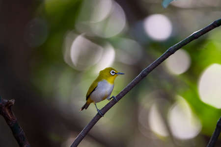 A japanese white - eye is perching on a dry piece of wood.の写真素材