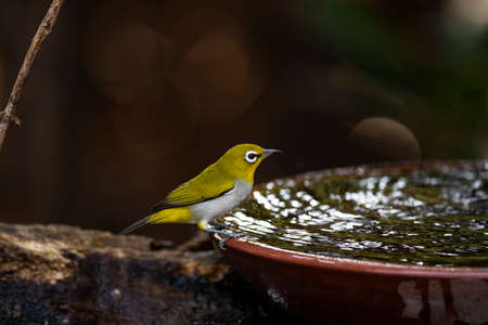 A japanese white - eye is perching on a rim of a water basin.の写真素材