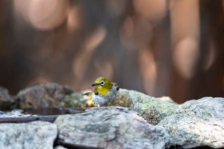 A japanese white - eye is perching on a rock after taking a bath.の写真素材