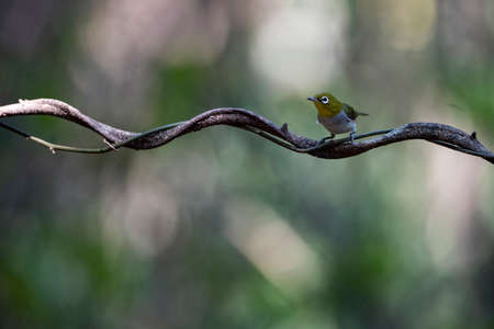 The Asian white - eye with bright yellow - green upper body and rufous brush - stroke on the flanks.の写真素材