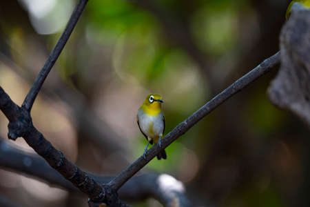A japanese white - eye is standing upright on a dry branch of a tree.の写真素材