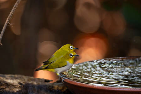 A couple of japanese white - eye is perching on a rim of a water basin.の写真素材