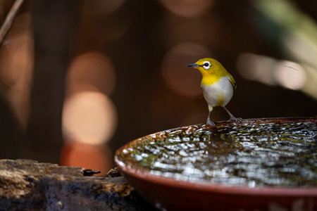 A japanese white - eye is perching and preparing to take a bath.の写真素材