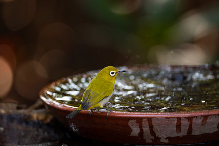 A japanese white - eye is perching on a rim of a water basin.の写真素材