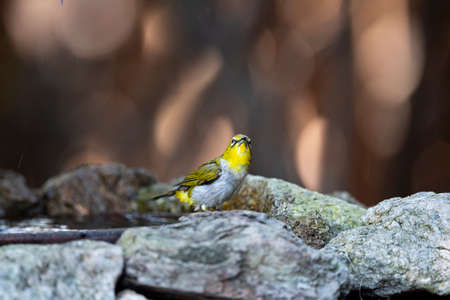 A japanese white - eye is perching on a rock after taking a bath.の写真素材