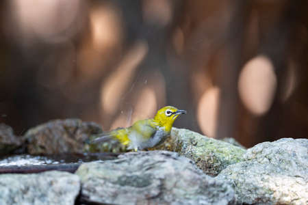 A japenese white - eye is perching on a rock and flapping its wings after taking a bath.の写真素材