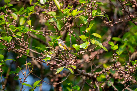 A small bird with grey upperparts and head , yellow underparts and orange tail edges.の写真素材