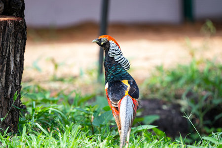 A male Lady Amherst 's pheasant is standing upright on the ground.の写真素材