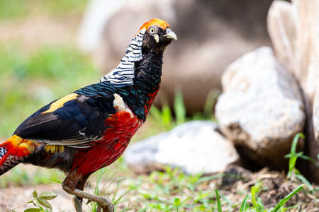A male Lady Amherst 's pheasant is foraging on the ground.の写真素材