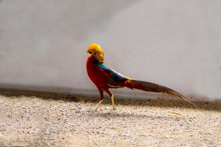 A male golden Lady Amherst â€˜s pheasant is standing on the ground.