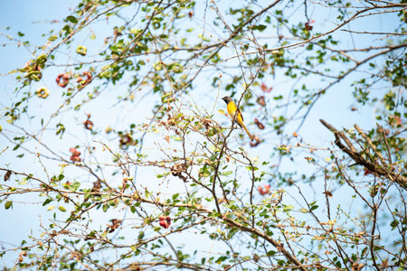 A male small minivet is perching on a tree branch.の写真素材