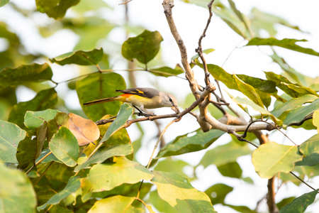 A female small minivet is eating its prey on a tree branch.の写真素材