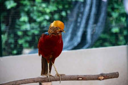 A Golden Lady Amherst 's pheasant is standing on a perch.の写真素材