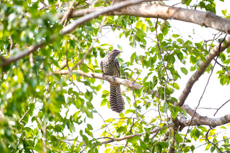A female Asian koel is perching on a tree branch.の写真素材