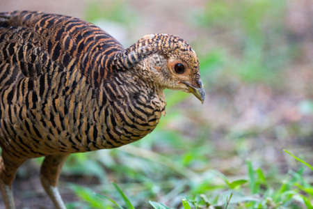 A female Lady Amherst 's pheasant is foraging on the ground.の写真素材