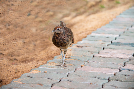 A female Lady Amherst 's pheasant is walking on a stone blocks.の写真素材