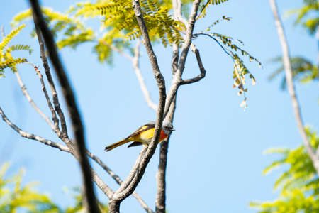 A male passerine bird with grey upperparts and head , and orange underparts like a small fire.の写真素材