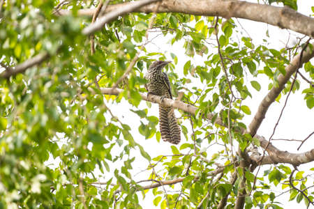 A female Asian koel is perching on a tree branch.の写真素材