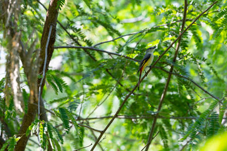 A small bird with grey upperparts and head , yellow underparts and orange tail edges.の写真素材