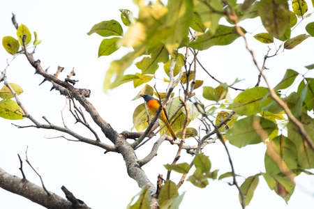 A male small minivet is perching on a tree branch.の写真素材