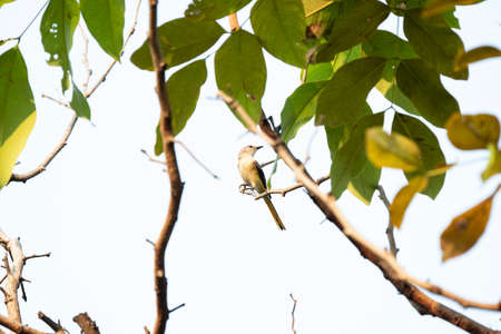 A female small minivet is perching on a tree branch.の写真素材