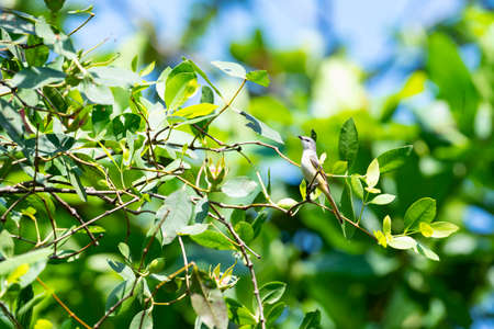 A small bird with grey upperparts and head , yellow underparts and orange tail edges.の写真素材