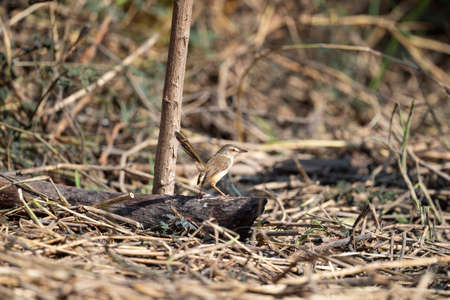 A plain prinia is standing on a dry wood log and cocking its tail.の写真素材