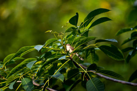 A small wren - warbler is perching on a small tree branch.の写真素材