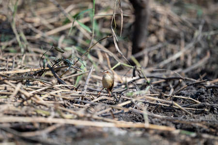A plain prinia is perching on a dry piece of wood.の写真素材