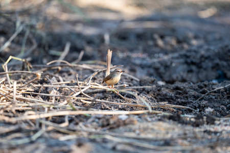 A plain prinia is perching on a dry piece of wood and cocking its tail.の写真素材