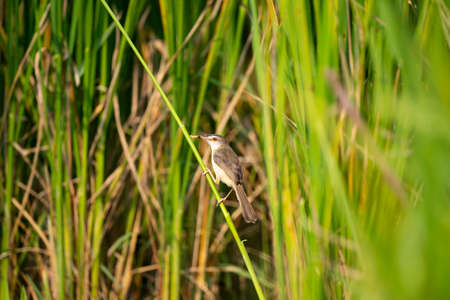 A small brown bird with a worm in his beaks is perching on a grass stem .の写真素材