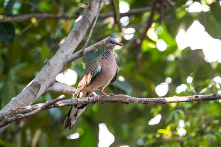 A spotted dove is perching on a dry tree branch.の写真素材