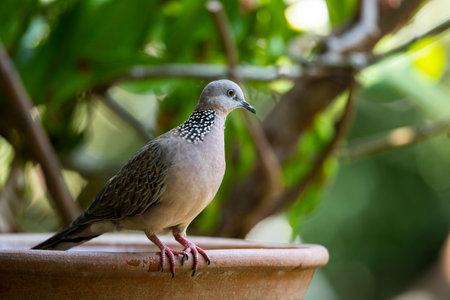 A spotted dove is standing on a rim of a water basin.の写真素材