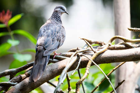 A spotted dove is standing on a horizontal climbers .の写真素材