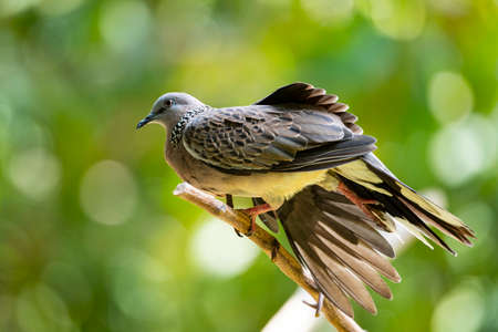 A spotted dove is perching on a dry tree branch and stretching its right leg.の写真素材