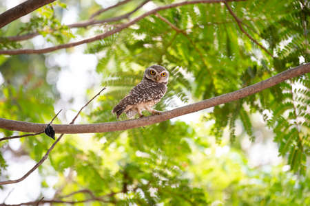 A baby owlet is standing with widely opened eyes.の素材 [FY310189000472]