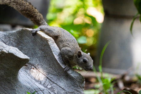 A gray squirrel is climbing on a rock on the ground.の写真素材