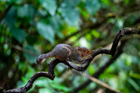 A squirrel is gnawing outer bark of a climber.の写真素材