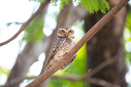 A baby owlet is standing on a tree branch and looking with its widely opened eyes.の写真素材