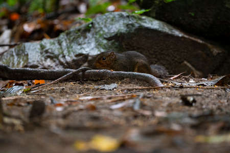 A brown squirrel is crawling on the ground in the forest.の写真素材