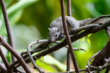 A gray squirrel is climbin on a tree branch.の写真素材