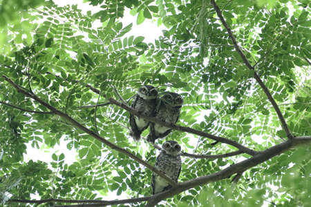 A family of spotted owls is perching on tree branches.の写真素材
