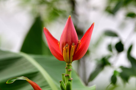 Flowers and bracts of banana flower grown as an ornamental plant in a garden.の写真素材
