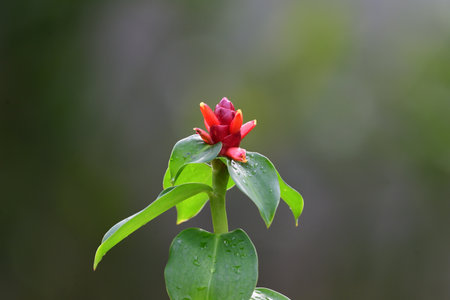 Flowers and red bracts of Crape ginger grown as an ornamental plant in a garden.